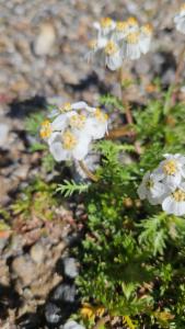 Click to view this image in a large viewer