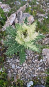 Click to view this image in a large viewer