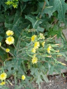 Click to view this image in a large viewer