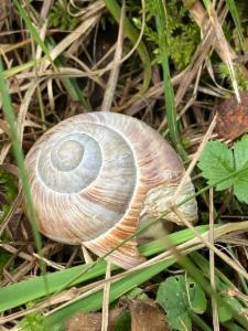 Click to view this image in a large viewer