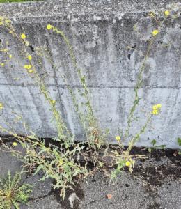 Click to view this image in a large viewer