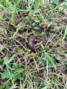 Click to view this image in a large viewer