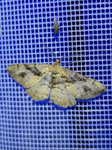 Click to view this image in a large viewer