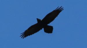 Click to view this image in a large viewer