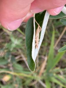 Click to view this image in a large viewer