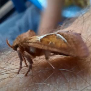 Click to view this image in a large viewer