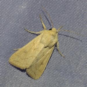 Click to view this image in a large viewer