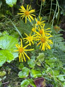 Click to view this image in a large viewer