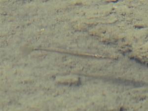 Click to view this image in a large viewer