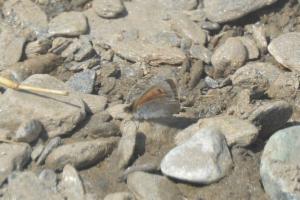 Click to view this image in a large viewer