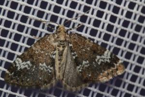 Click to view this image in a large viewer