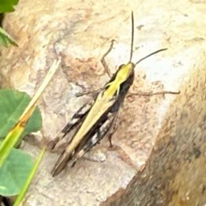 Click to view this image in a large viewer