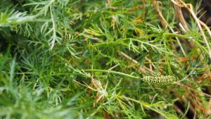 Click to view this image in a large viewer