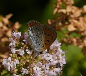 Click to view this image in a large viewer