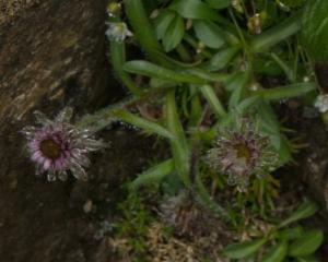 Click to view this image in a large viewer