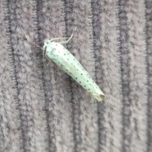 Click to view this image in a large viewer