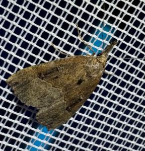 Click to view this image in a large viewer