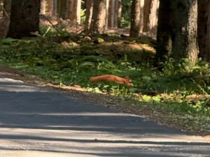 Click to view this image in a large viewer