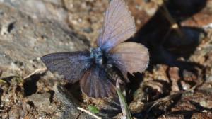 Click to view this image in a large viewer