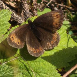 Click to view this image in a large viewer