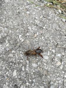 Click to view this image in a large viewer