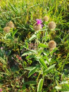 Click to view this image in a large viewer