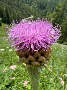 Click to view this image in a large viewer