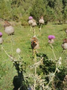 Click to view this image in a large viewer