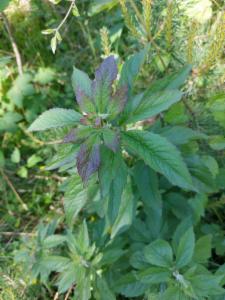 Click to view this image in a large viewer