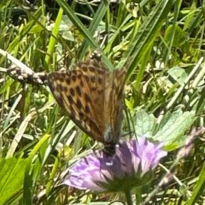 Click to view this image in a large viewer