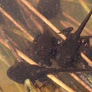 Click to view this image in a large viewer