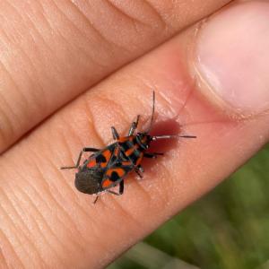 Click to view this image in a large viewer