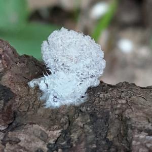 Click to view this image in a large viewer