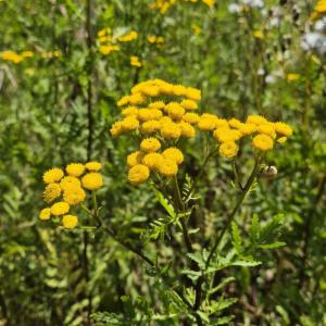 Click to view this image in a large viewer