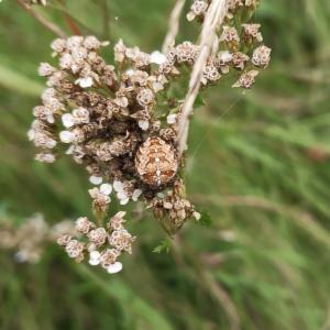 Click to view this image in a large viewer