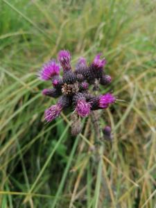 Click to view this image in a large viewer