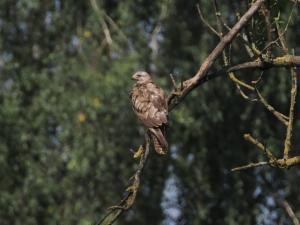 Click to view this image in a large viewer