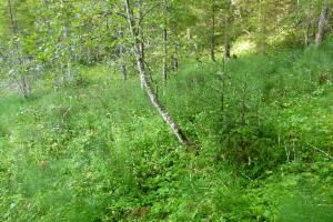 Click to view this image in a large viewer