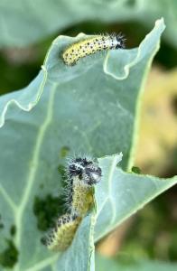 Click to view this image in a large viewer