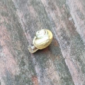 Click to view this image in a large viewer