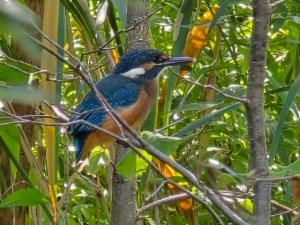 Click to view this image in a large viewer