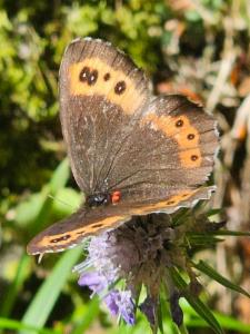 Click to view this image in a large viewer