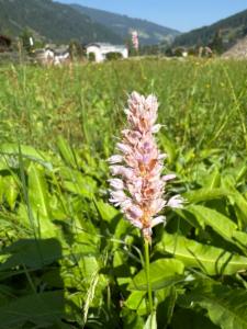 Click to view this image in a large viewer