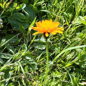 Click to view this image in a large viewer