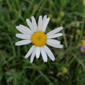 Click to view this image in a large viewer