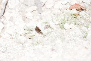 Click to view this image in a large viewer