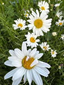 Click to view this image in a large viewer