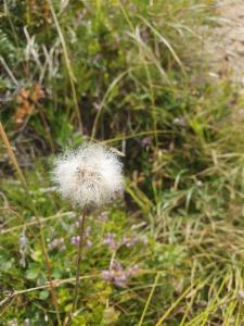 Click to view this image in a large viewer