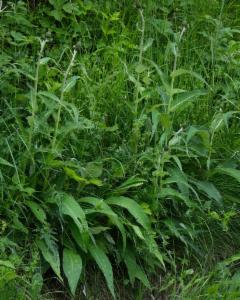 Click to view this image in a large viewer