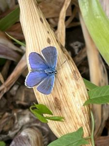 Click to view this image in a large viewer